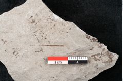 Foto (Detailansicht) von Pinus sp. (NHMW-GEO-2024-0188-6676)
